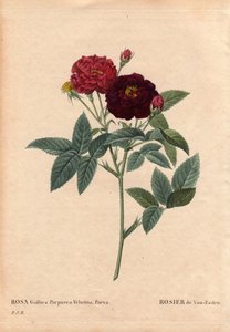 Botanical Board, Flower, Rose Variety: Van Eeden Rose (Rosa Gallica Purpurea Velutina Parva). Cultivated in the Netherlands by Van Eeden before 1810. In 