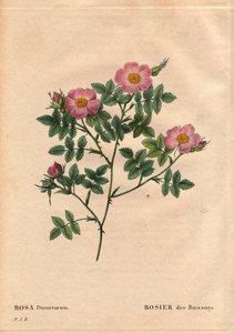 Botanical Board, Flower, Rose Variety: Bush Rose (Rosa Dumetorum). From the Family of Canine Roses from Europe and Asia, Discovered before 1821. In 