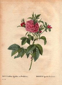 Botanical Board, Flower, Rose Variety: Rose Agathe Prolifere