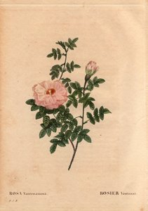 Rose Ventenat (Rosa ventenatiana) by Pierre Joseph Redouté