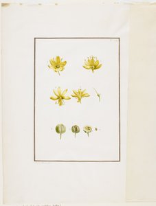 Botanical Dissection: Yellow Asphodel (Asphodelus lutea) by Pierre Joseph Redouté