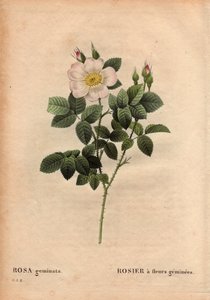 Botanical Plate, Flower, Rose Variety: Gemstone-flowered Rose by Pierre Joseph Redouté
