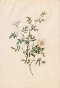 Brier Bush Rose or Dog Rose (Rosa Sepium Rosea)
