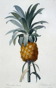 Bromelia Ananas by Pierre Joseph Redouté