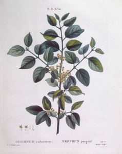 Buckthorn, Henry Louis Duhamel du Monceau, botanical plate by Pierre Joseph Redouté