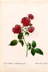 Carnation China rose, Rosa chinensis variety, The Bengal Carnation Carnation by Pierre Joseph Redouté