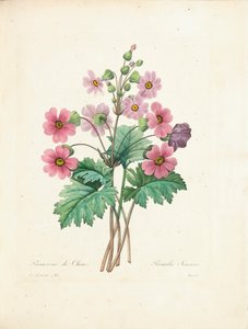 Chinese Primrose, Engraved by Bessin, from 