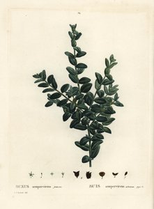 Common box, European box or boxwood, Buxus sempervirens fruticosa