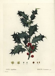 Common Holly, Ilex aquifolium