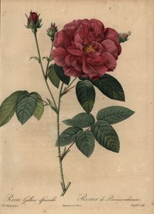 Crimson French Rose or Rose of Provins, Rosa Gallica Officinalis