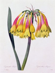 Cyrtanthus Obliquus by Pierre Joseph Redouté