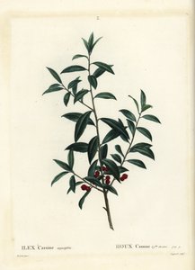 Dahoon Holly or Cassina, Ilex Cassine. Handcoloured Stipple Engraving by Coqueret after an Illustration by Pierre-Joseph Redoute from Henri Louis Duhamel du Moncel