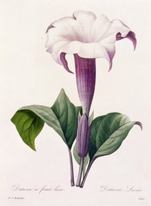 Dature Laevis