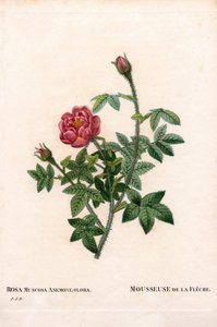 De la Fleche Rose, Rosa Centifolia Var. Muscosa, La Mousseuse de la Fleche. Handcoloured Stipple Copperplate Engraving from Pierre Joseph Redoute