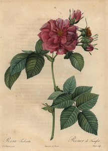 Dusty pink rose, Rosa turbinata