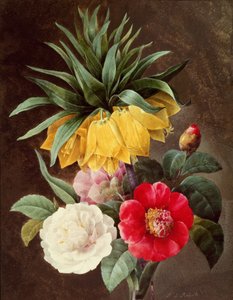 Exotic Flowers