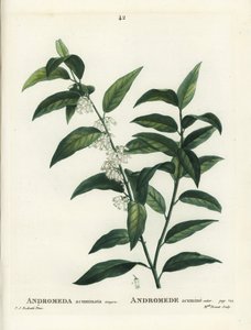 Fetterbush, Andromeda Acuminata