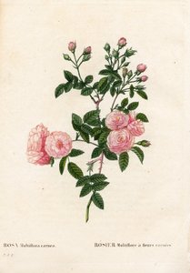 Flesh-pink pink multiflora, Rosa multiflora var. carnea by Pierre Joseph Redouté