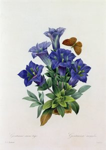 Gentiana Acaulis