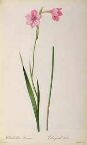 Gladiolus Hirsulus, from 