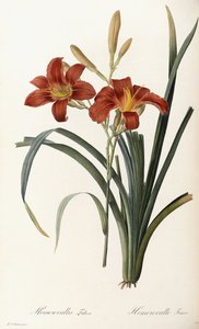 Hemerocallis Fulva - Tawny Daylily by Pierre Joseph Redouté