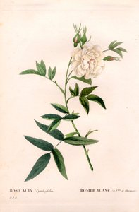 Hemp-leaved white rose, Rosa alba var. cannabifolia, white rose with hemp leaves. Handcoloured stipple copperplate engraving from Pierre Joseph Redoute