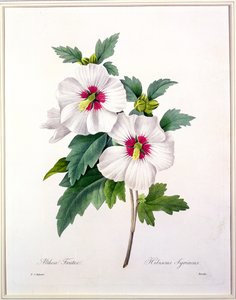 Hibiscus syriacus, engraved by Bessin, from 