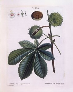 Horse-chestnut or Conker Tree (Aesculus hippocastanum)
