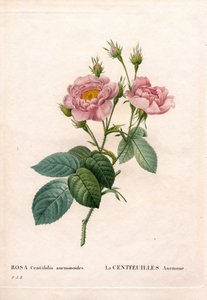 Hundred-Petalled Anemone rose, Rosa centifolia variety