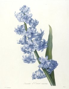 Jacinte dOrient, from Choix Des Plus Belle Fleurs et des Plus Beaux Fruits, 1827