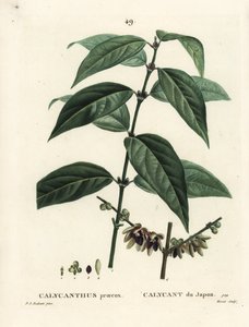 Japanese Allspice, Chimonanthus praecox