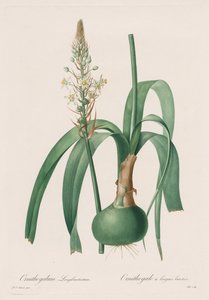 The Lilies: Ornithogalum longibracteatum by Pierre Joseph Redouté