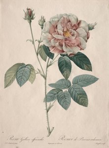 The Roses: Rosa Gallica by Pierre Joseph Redouté