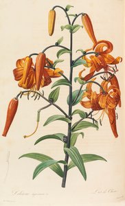 Les Liliacées