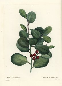 Madeira Holly, Ilex Perado by Pierre Joseph Redouté
