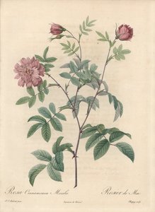 May Rose or Cinnamon Rose - Engraving by Chapuy, from an Illustration by Pierre Joseph Redoute, Extract from Les Roses by Pierre Joseph Redouté