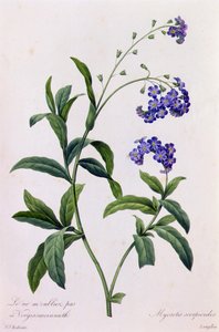 Myosotis Scorpiodes by Pierre Joseph Redouté