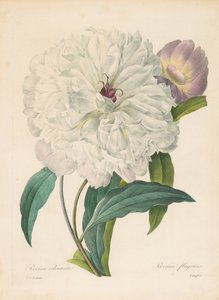 Peony, 1827