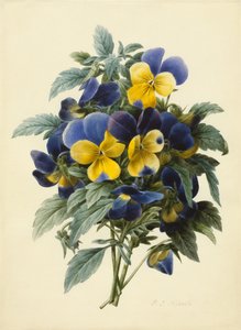 Pansies