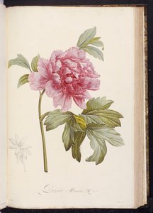 Peony, from 