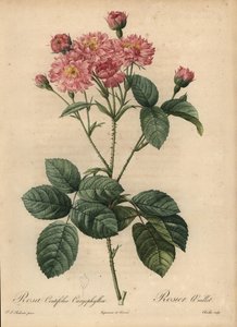 Pink Carnation-Petal Cabbage Rose, Rosa Centifolia by Pierre Joseph Redouté