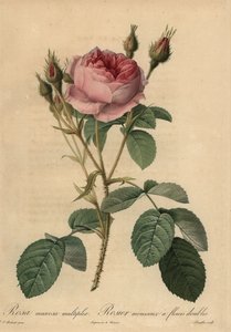 Pink moss rose, Rosa centifolia f. muscosa by Pierre Joseph Redouté