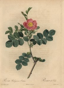 Pink sweetbriar rose, Rosa rubiginosa by Pierre Joseph Redouté