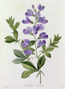 Podalyria Australis by Pierre Joseph Redouté