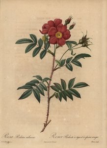 Red Rose, Rosa by Pierre Joseph Redouté