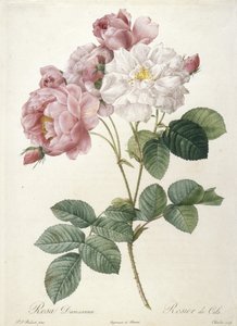 Rosa Damascena, from Les Roses, 1817-24