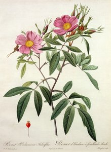 Rosa Hudsoniana Salicifolia, Engraved by Langlois, Published by Remond