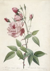 Rosa Indica vulgaris, from Les Roses, 1817-24 by Pierre Joseph Redouté