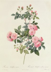 Rosa Multiflora Carnea by Pierre Joseph Redouté
