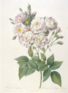 Rosa noisettiana, from La Couronne des Roses, 1817-24 by Pierre Joseph Redouté
